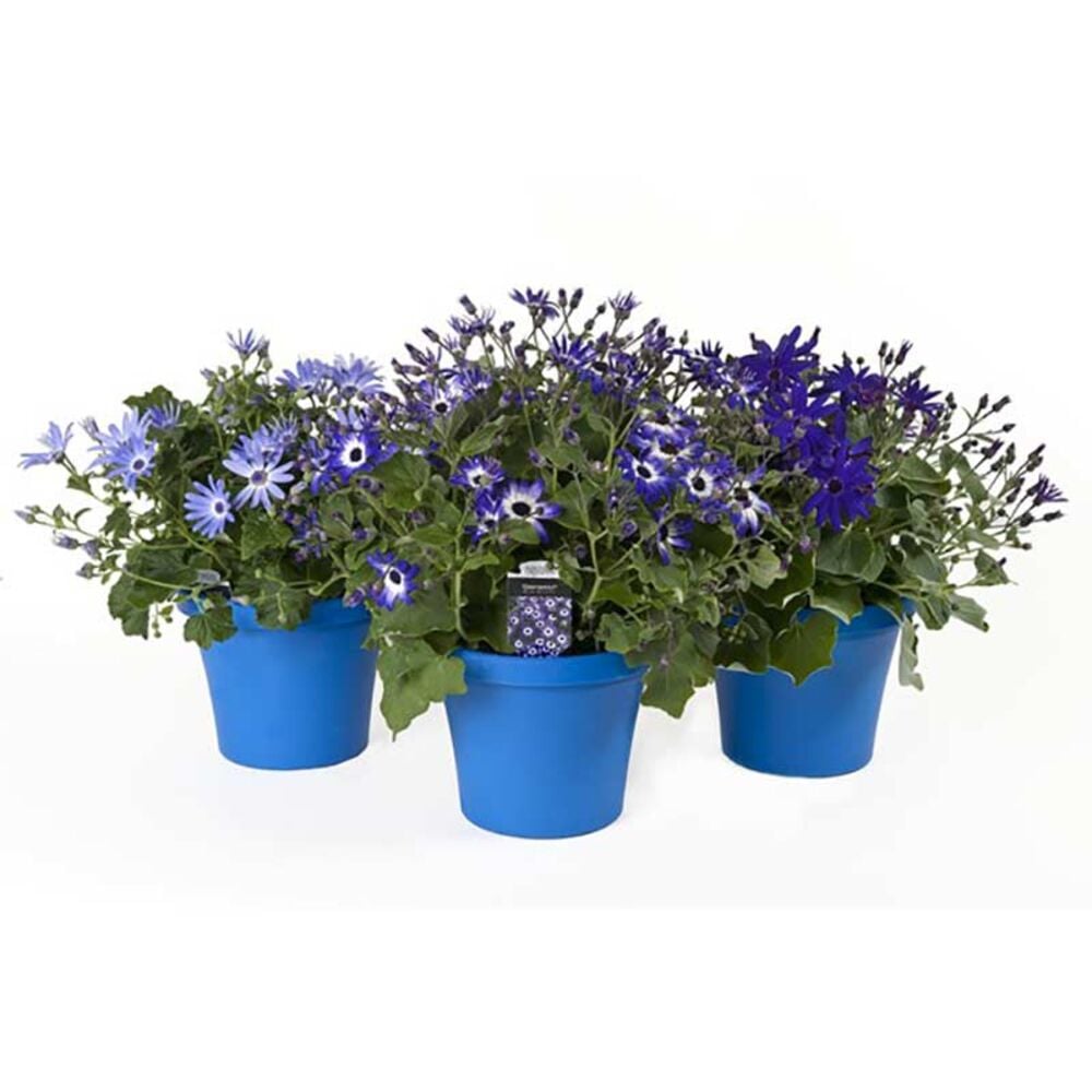 image of 8-in Senetti Planter, May Vary