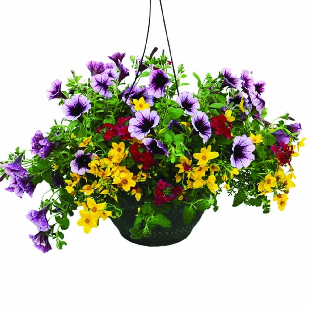 image of 14-inch Hanging Plant Basket