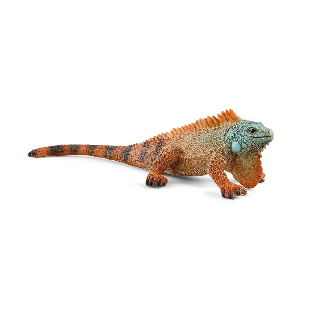 image of Iguana