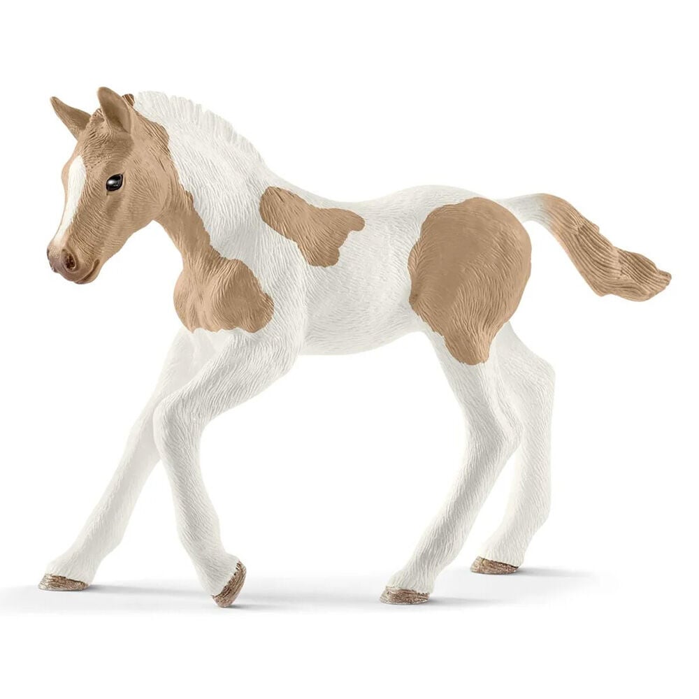 image of Paint Horse Foal