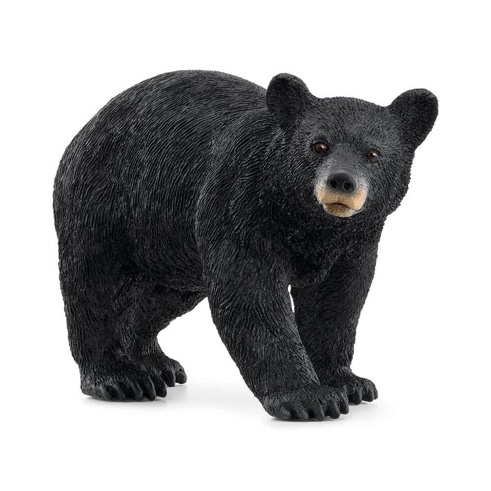 image of American Black Bear