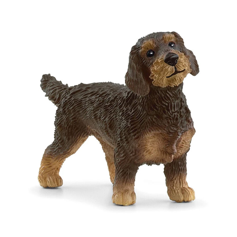 image of Wire-Haired Dachshund