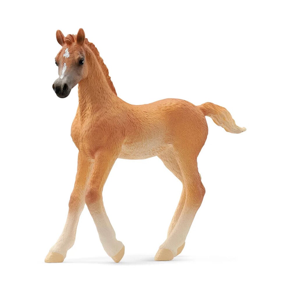 image of Arabian Foal