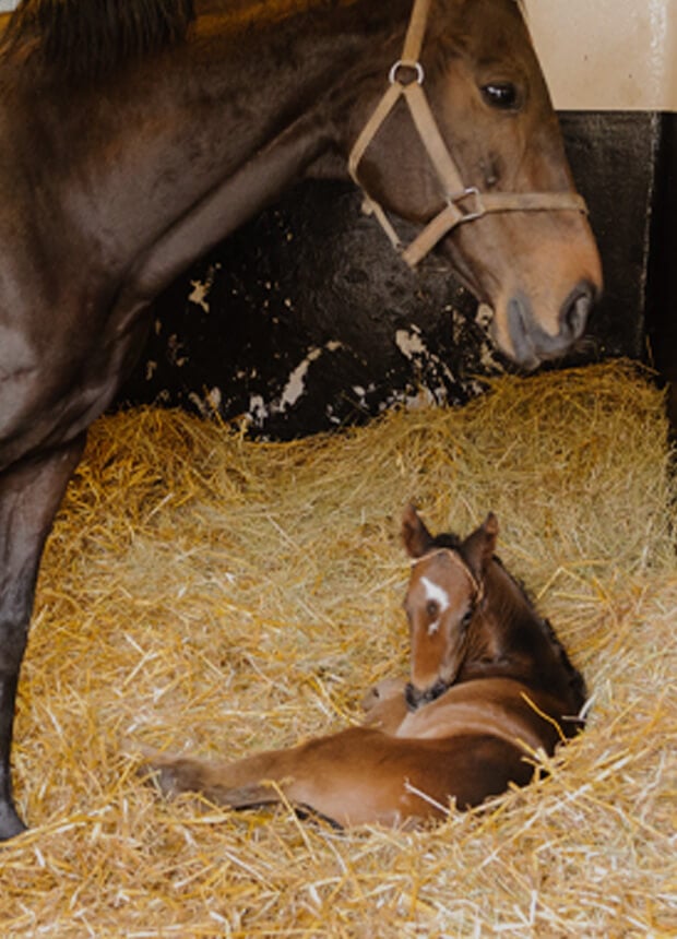 Animal Bedding